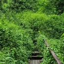 深圳梅林山郊野径 - 深圳市旅游 缩略图 9