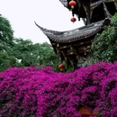 龙兴寺 - 成都市旅游 缩略图 6