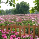 圆明园遗址公园 - 北京旅游 缩略图 5