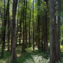 华南植物园-水生植物园 - 广州市旅游 缩略图 8