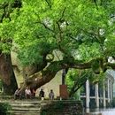 上坦村 - 上饶市旅游 缩略图 3
