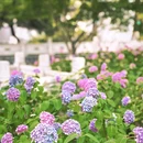 逍遥津公园 - 合肥市旅游 缩略图 4