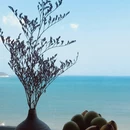 芽庄 - 越南旅游 缩略图 3