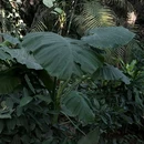 郑州植物园-热带植物展览温室 - 郑州旅游 缩略图 6