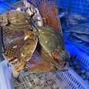 羊庄鱼市·海鲜天津菜(星月轩店) - 天津市旅游 缩略图 8