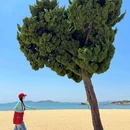 第一海水浴场 - 烟台市旅游 缩略图 1