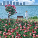 盛泽湖月季公园 - 苏州市旅游 缩略图 3