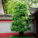 杜甫草堂 - 成都市旅游 缩略图 5