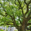 婺源江湾景区 - 上饶市旅游 缩略图 9