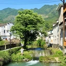 婺源江湾景区 - 上饶市旅游 缩略图 8