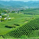 龙坞茶镇上城埭 - 杭州市旅游 缩略图 4
