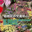 青岛崂山百货 - 青岛市旅游 缩略图 2
