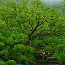 江浙沪菜馆 - 澳门特别行政区旅游 缩略图 7