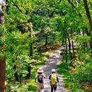 药乡国家森林公园 - 泰安市旅游 缩略图 4
