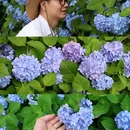 湖南省森林植物园 - 长沙市旅游 缩略图 2
