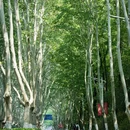 灵谷景区 - 南京市旅游 缩略图 6