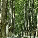 灵谷景区 - 南京市旅游 缩略图 7