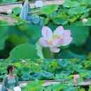 小荷塘 - 楚雄彝族自治州旅游 缩略图 1