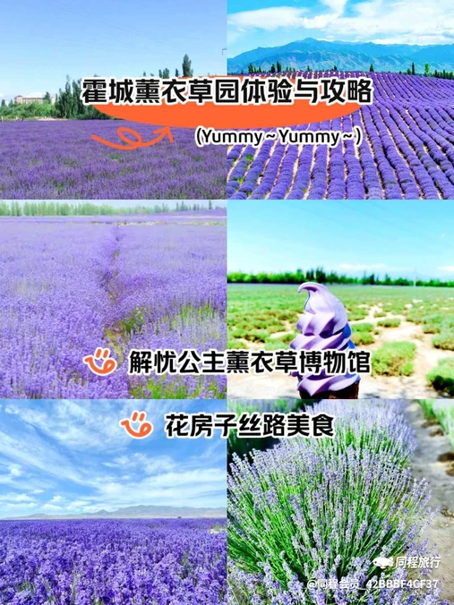 薰衣草观光园 - 伊犁哈萨克自治州旅游