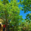 德明古镇-问情谷 - 石家庄市旅游 缩略图 2
