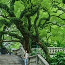 中山公园 - 佛山市旅游 缩略图 2
