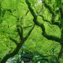 中山公园 - 佛山市旅游 缩略图 6