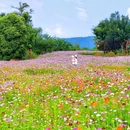 青山湖绿道花海 - 杭州市旅游 缩略图 1