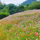青山湖绿道花海 - 杭州市旅游 缩略图 2