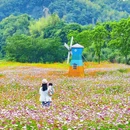 青山湖绿道花海 - 杭州市旅游 缩略图 3