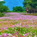 青山湖绿道花海 - 杭州市旅游 缩略图 6