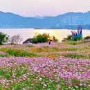 青山湖绿道花海 - 杭州市旅游 缩略图 7