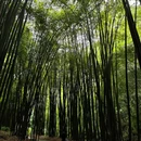 杜家沟 - 成都市旅游 缩略图 3
