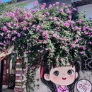 平江路历史街区 - 苏州市旅游 缩略图 4