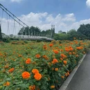 海珠湿地公园 - 佛山市旅游 缩略图 5