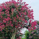 佛山王府井紫薇港 - 佛山市旅游 缩略图 2