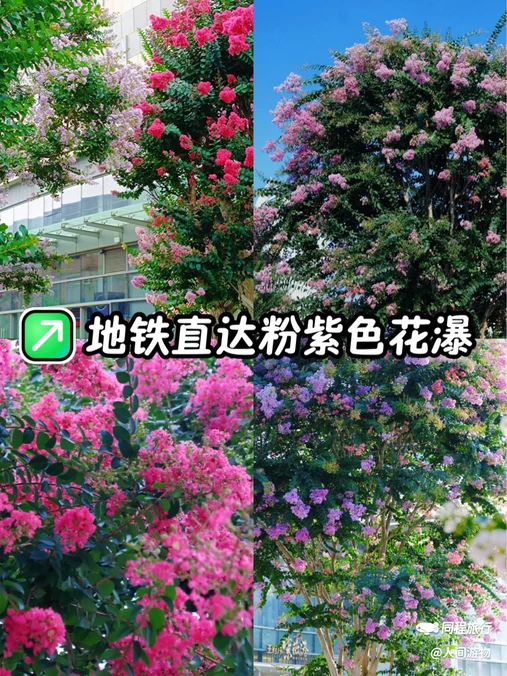 佛山王府井紫薇港 - 佛山市旅游