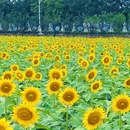 横沥镇冯马小学 - 广州市旅游 缩略图 2