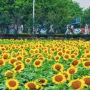 横沥镇冯马小学 - 广州市旅游 缩略图 7