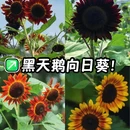 温室群景区 - 广州市旅游 缩略图 1
