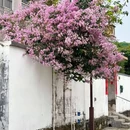 曹边村国家AAA乡村旅游景区 - 中山市旅游 缩略图 5