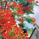 曹边村国家AAA乡村旅游景区 - 中山市旅游 缩略图 6