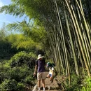 黄弹村 - 杭州市旅游 缩略图 8