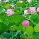 亚洲艺术公园-禅荷花岛 - 佛山市旅游 缩略图 7