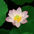 亚洲艺术公园-禅荷花岛 - 佛山市旅游 缩略图 9