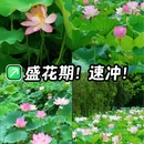 亚洲艺术公园-禅荷花岛 - 佛山市旅游 缩略图 1