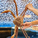 凤凰楼酒家·粤宴点心(高新南店) - 深圳市旅游 缩略图 7