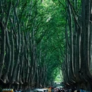 南京夫子庙 - 南京市旅游 缩略图 3