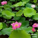 杨桃基农庄老字.号(长洲岛店) - 广州市旅游 缩略图 5
