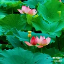 杨桃基农庄老字.号(长洲岛店) - 广州市旅游 缩略图 6