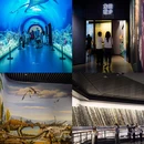 贵州省地质博物馆 - 贵阳市旅游 缩略图 8